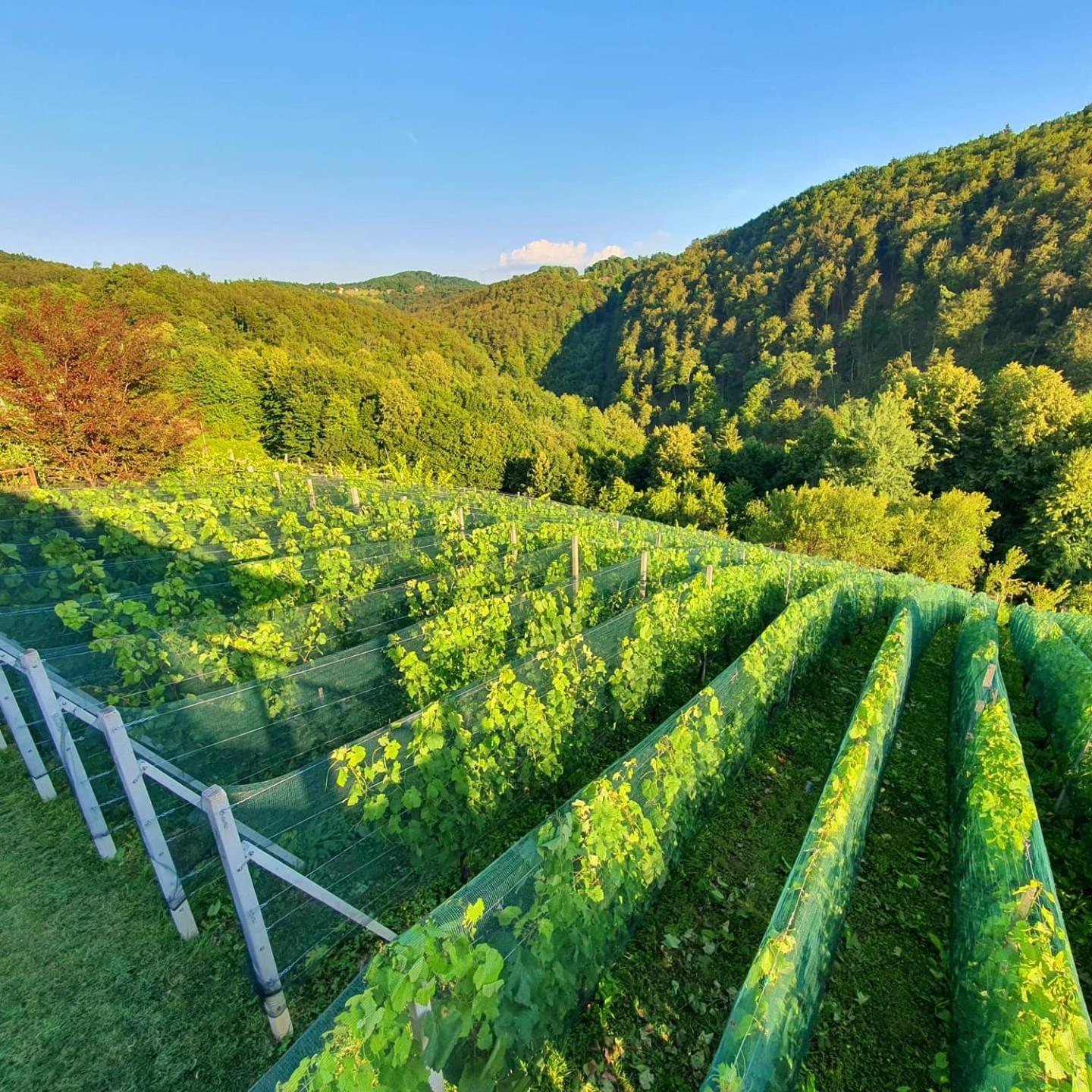 Vineyard Cottage Matej Trebnje Exterior foto